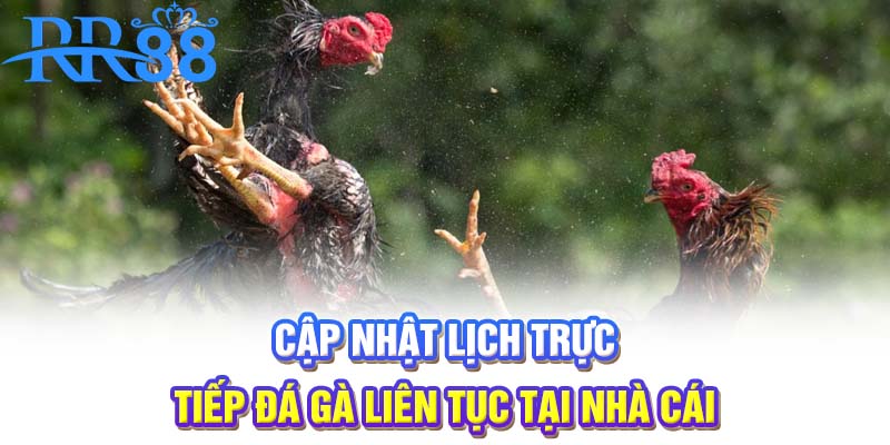Cập nhật lịch trực tiếp đá gà liên tục tại nhà cái