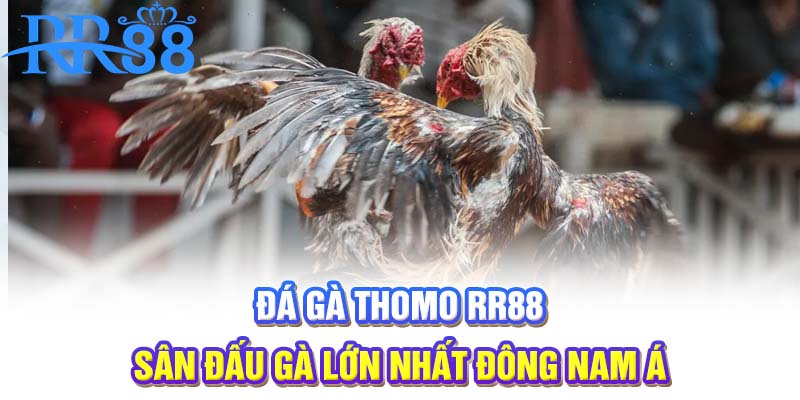 Đá gà Thomo | Sân đấu gà lớn nhất Đông Nam Á