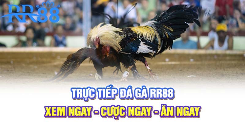 Trực tiếp đá gà Full HD | Xem ngay - cược ngay - ăn ngay